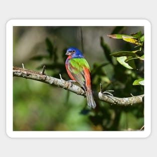 Painted Bunting Bird Photograph Notecard Sticker